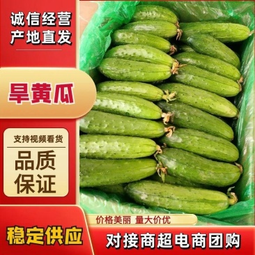 【品质保证】湖北随州精品旱黄瓜产地批发大量供应量大从