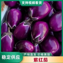 精品紫红茄量大从优产地批发对接电商商超市场