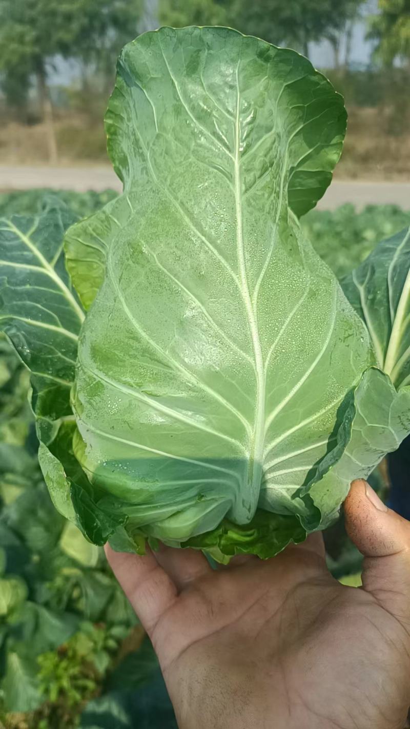 精品牛心菜货量充足品相优良，颗形漂亮大小均匀欢迎各位老板