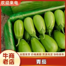 【实力商家】精品新苗青茄产地直销可商超单位食堂长期合作