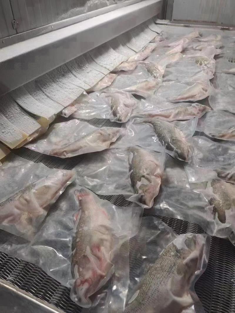 三去鲈鱼淡水鲈鱼海鲈鱼，宰杀干净真空包装发货，量大优惠