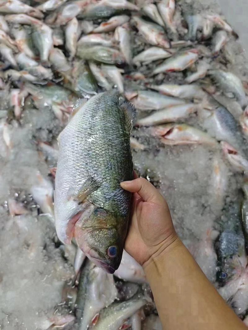 三去鲈鱼淡水鲈鱼海鲈鱼，宰杀干净真空包装发货，量大优惠