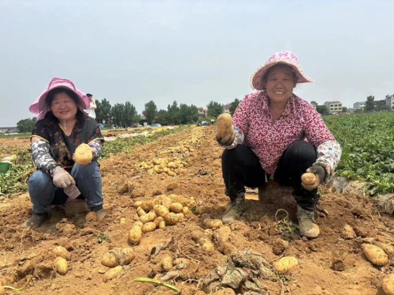 湖北实验一号土豆产地发货一手货源批发品质保证价格便宜