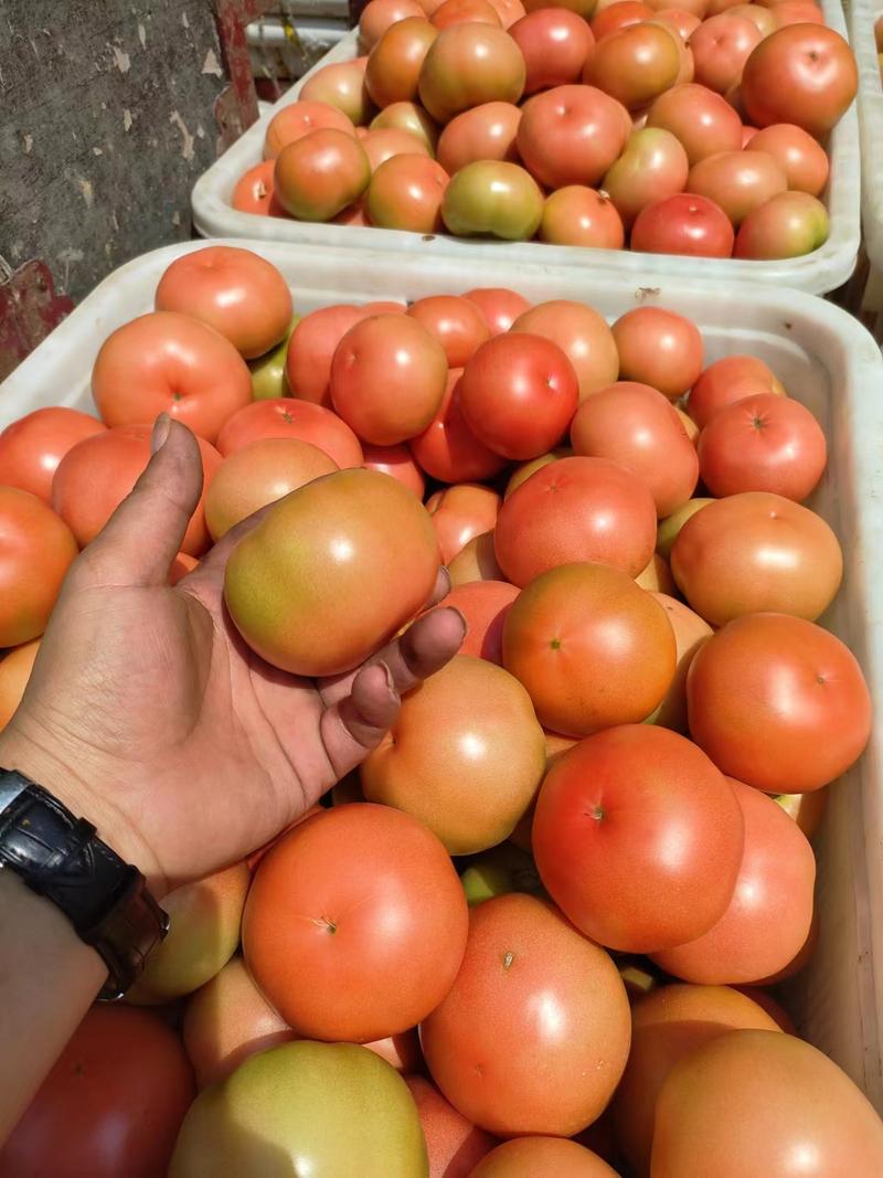 硬粉西红柿河北西红柿大量上市沙瓤大粉全国发货