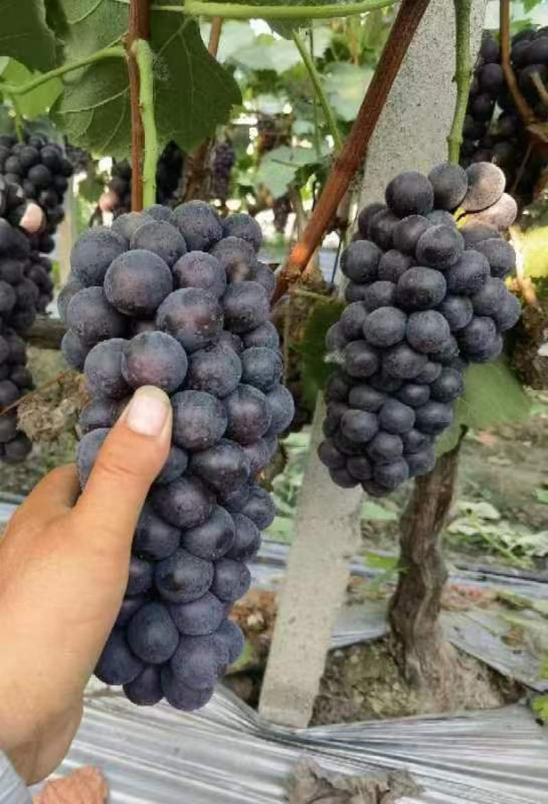 精品夏黑葡萄即将大量上市基地直发一手货源量大从优