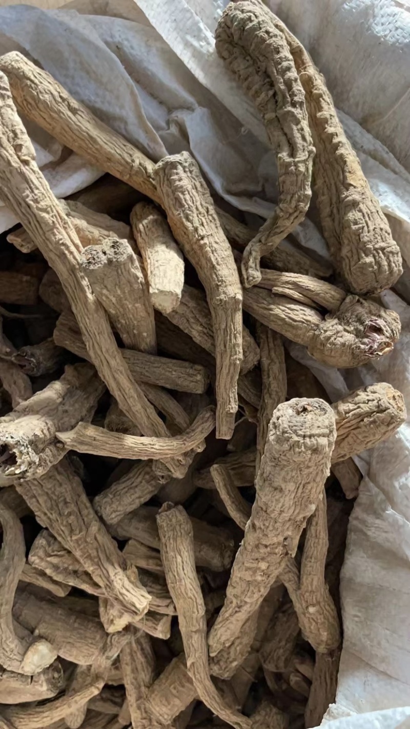 茵陈