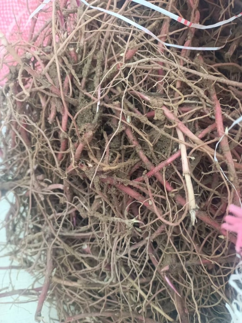 茵陈