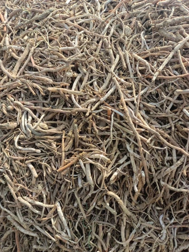 茵陈