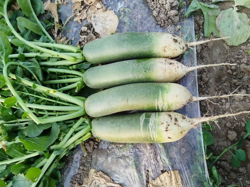 青萝卜采收与分级包装现场