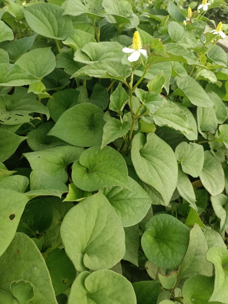 现挖鱼腥草嫩叶新鲜折耳根叶子节节根凉拌猪鼻孔叶子