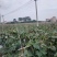 大量靓冬瓜
