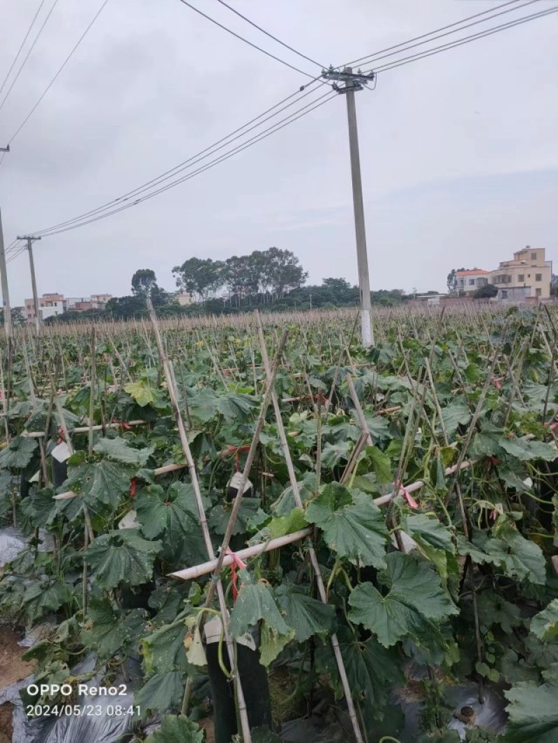 大量靓冬瓜