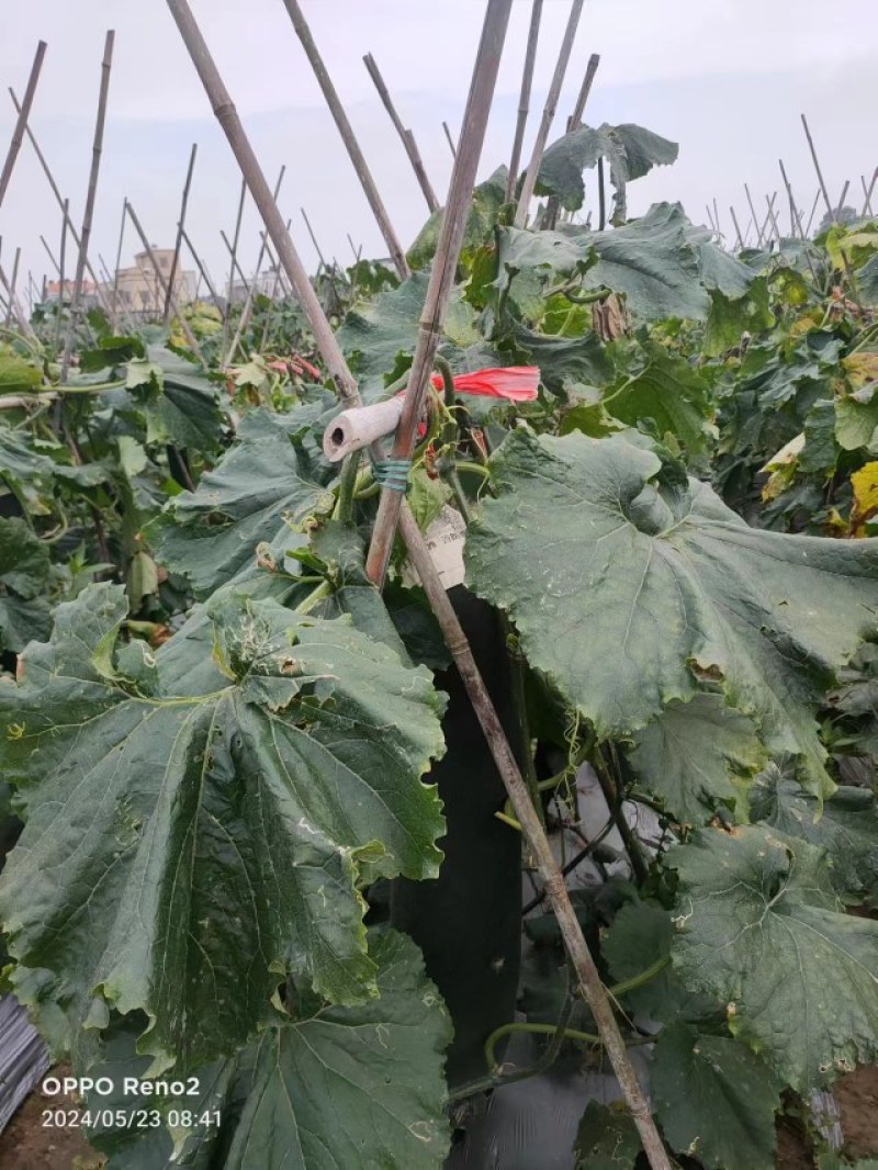 大量靓冬瓜