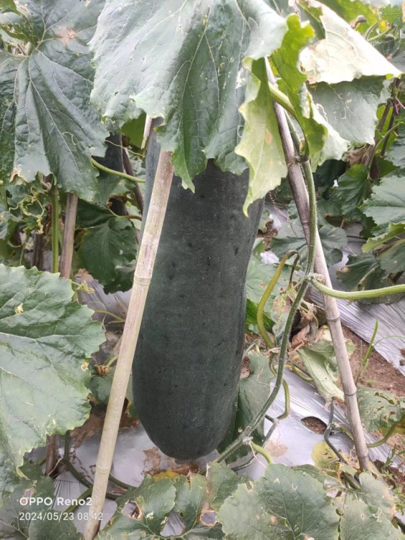 大量靓冬瓜