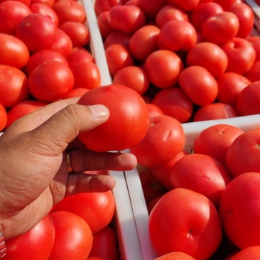 西红柿