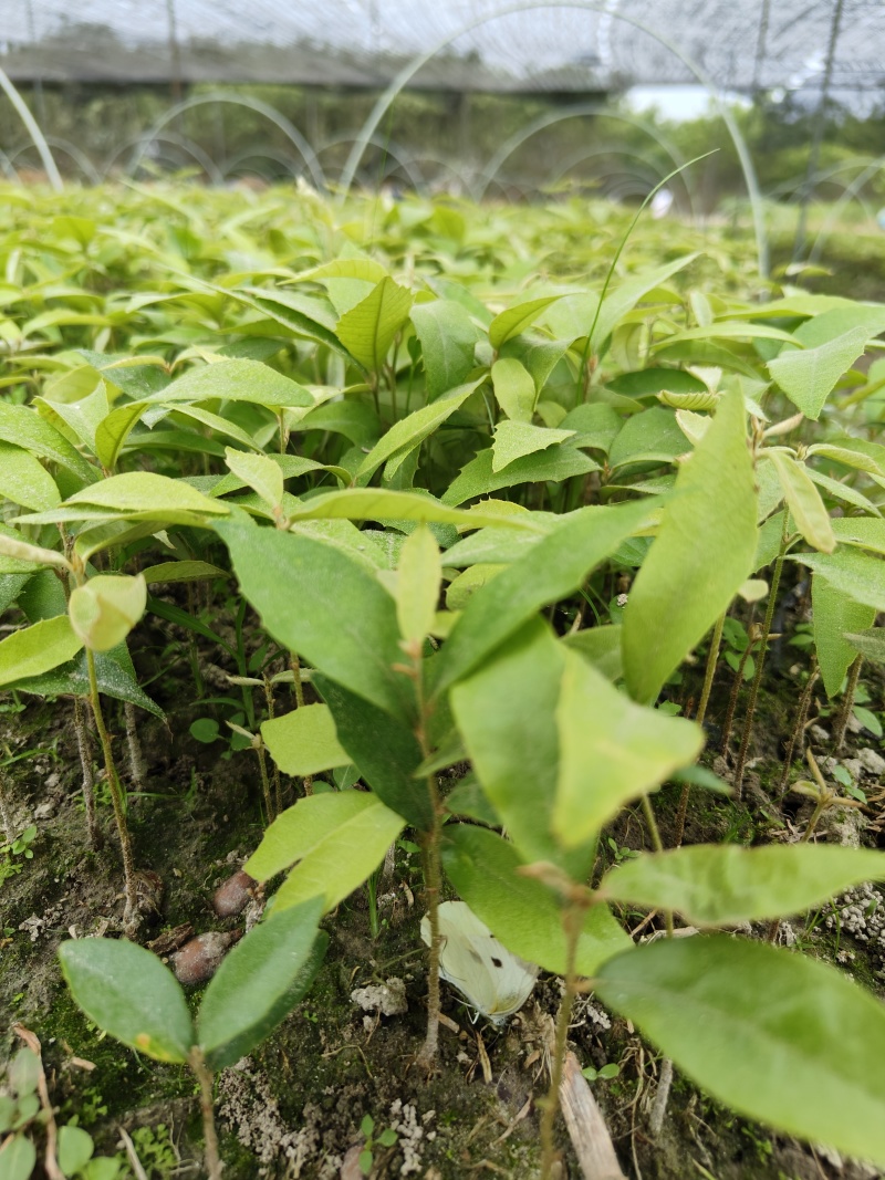 赤皮青冈芽苗红椆芽苗赤皮青冈小苗红椆小苗