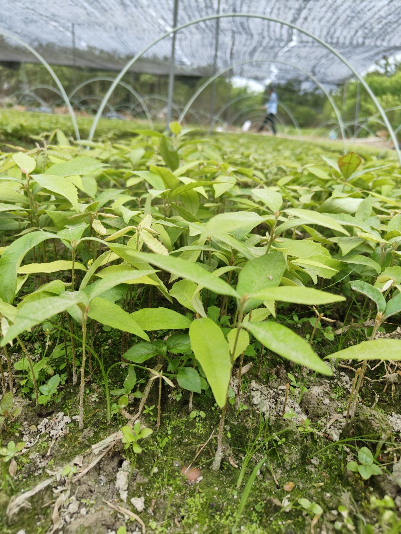 赤皮青冈芽苗红椆芽苗赤皮青冈小苗红椆小苗