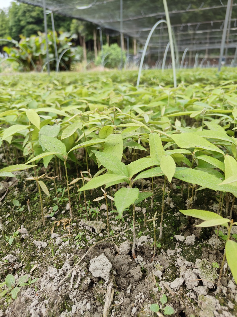赤皮青冈芽苗红椆芽苗赤皮青冈小苗红椆小苗