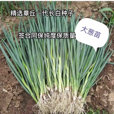 一代精选章丘长白葱苗，保存活，死苗补发，签合同保品质