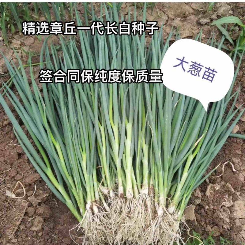 一代精选章丘长白葱苗，保存活，死苗补发，签合同保品质