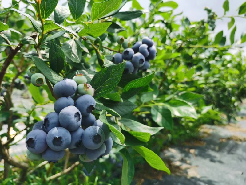 预售丹东杜克蓝莓蓝丰蓝莓，现采现发7到8月一个月下果期