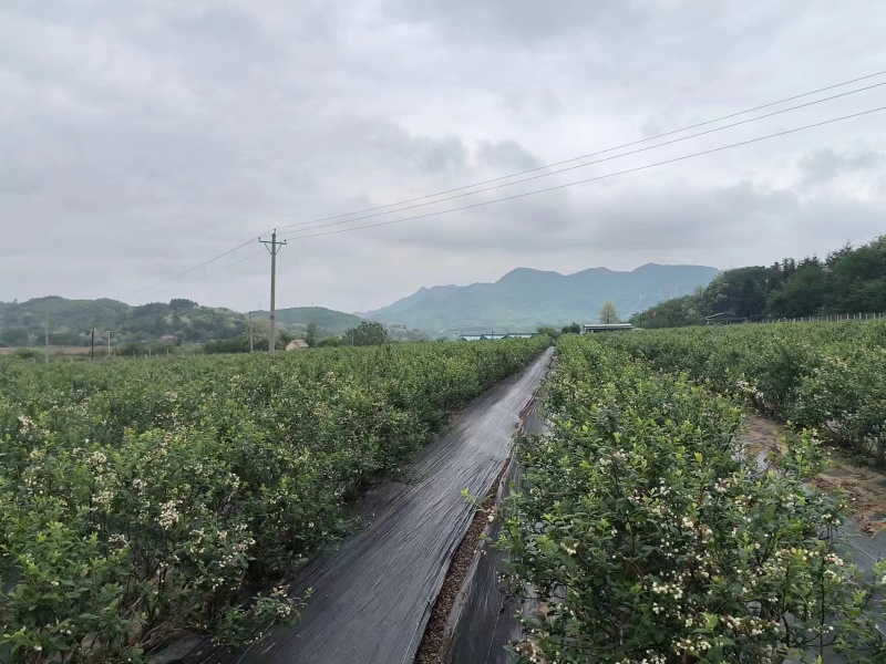 预售丹东杜克蓝莓蓝丰蓝莓，现采现发7到8月一个月下果期