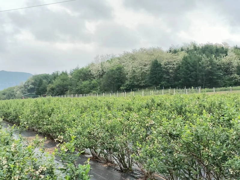 预售丹东杜克蓝莓蓝丰蓝莓，现采现发7到8月一个月下果期