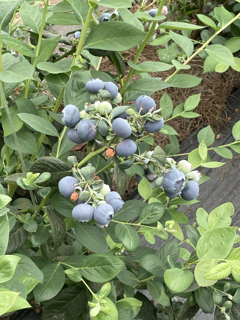 精品蓝莓大量供应，绿宝石蓝莓，产地直发，新鲜采摘