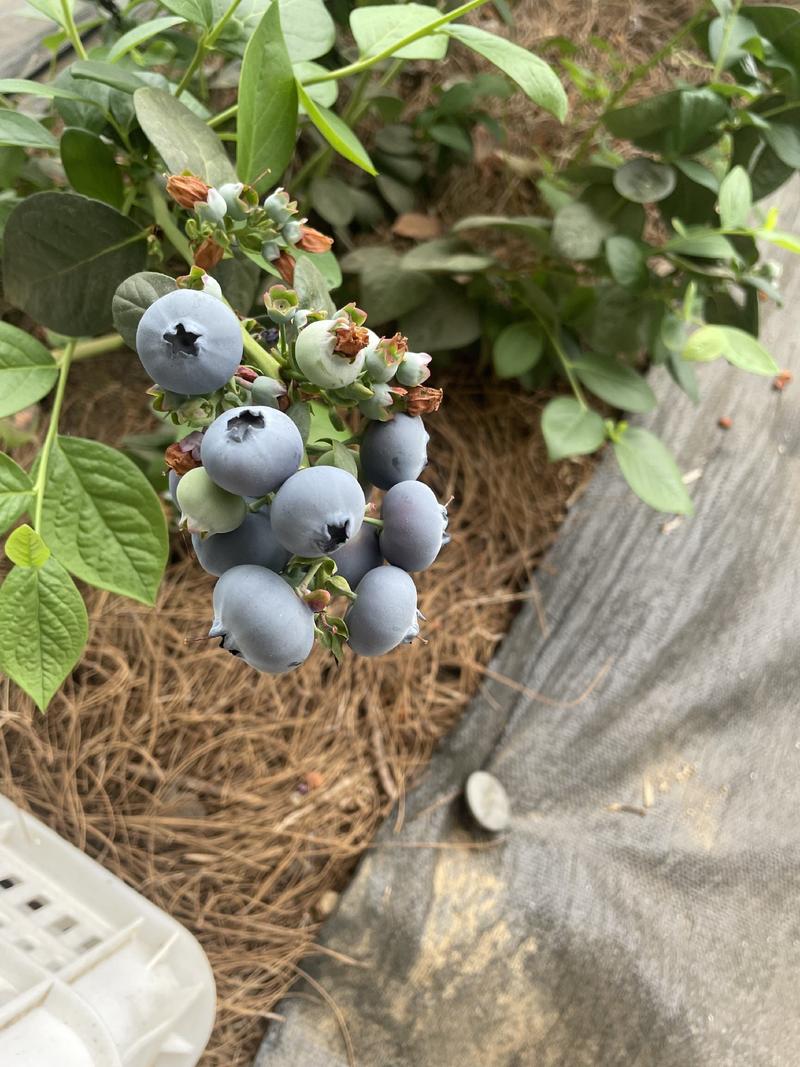 精品蓝莓大量供应，绿宝石蓝莓，产地直发，新鲜采摘
