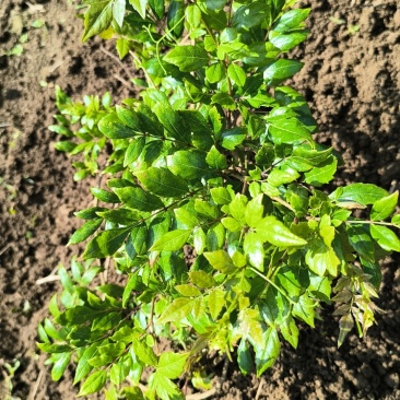 野生莓茶，纯手工制作一级品，