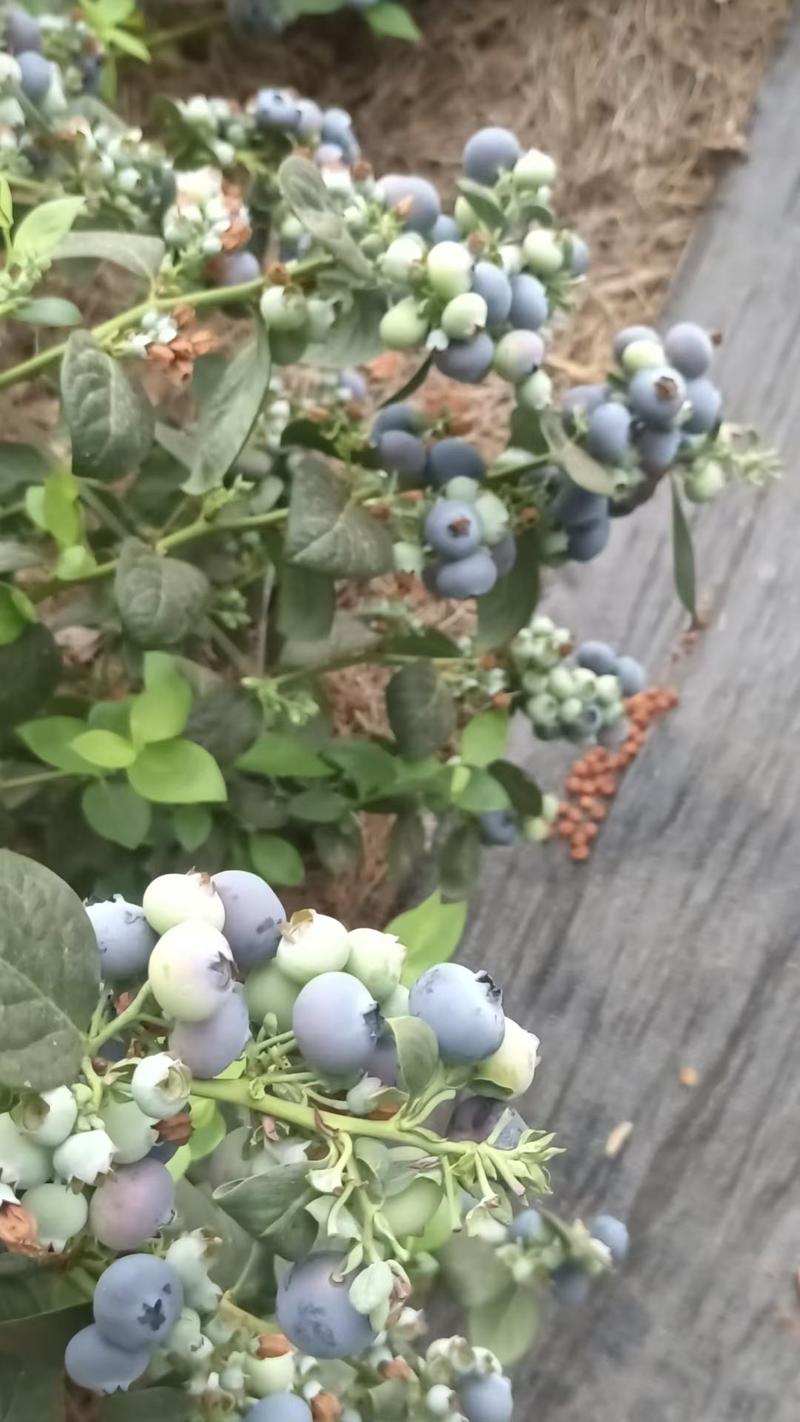 精品f6蓝莓山东蓝莓，新鲜采摘，量大从优，各种规格齐全