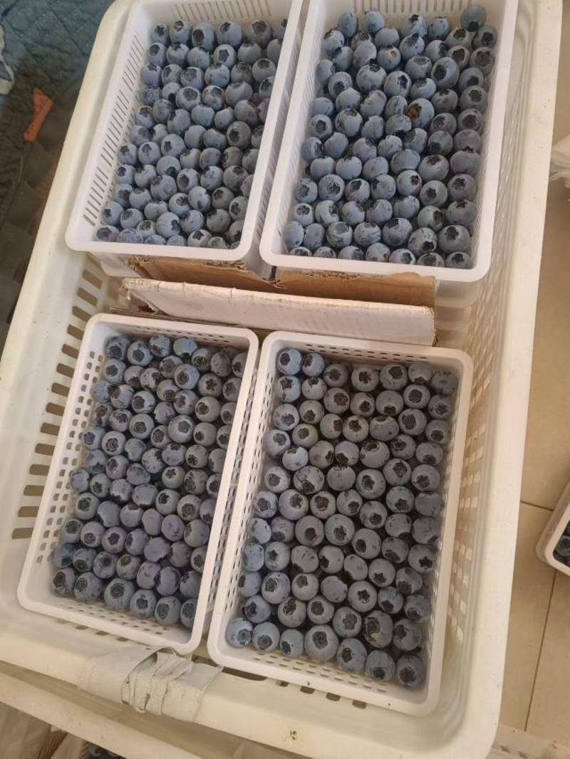 精品f6蓝莓山东蓝莓，新鲜采摘，量大从优，各种规格齐全