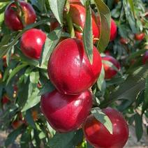 精品油桃，红油油桃大量供应，山东产地直发，一手货源