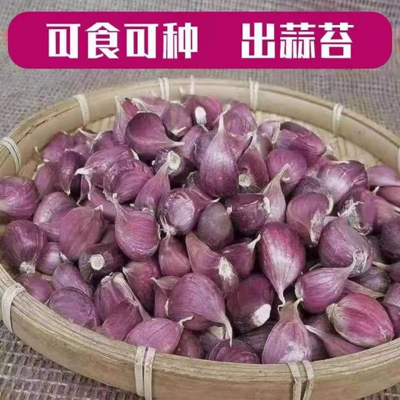 云南大理紫皮大蒜种，干蒜瓣新货批发一件代发