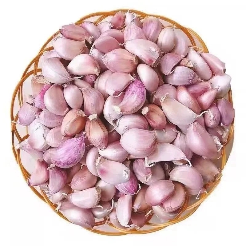 云南大理紫皮大蒜种，干蒜瓣新货批发一件代发