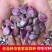 云南大理紫皮大蒜种，干蒜瓣新货批发一件代发