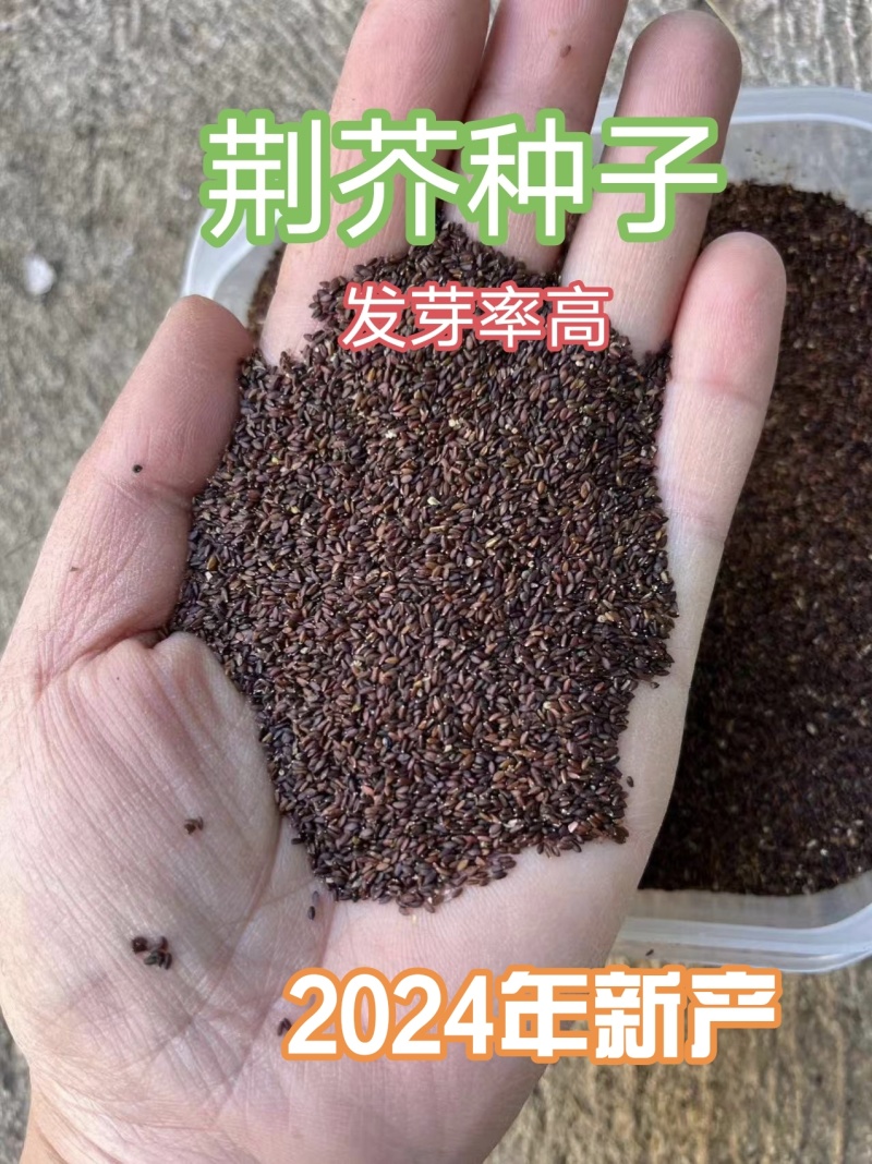 河北保定【荆芥种子】产地直销全国发货质量保证欢迎咨询