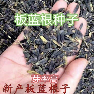 高产板蓝根种子大叶小叶都有支持在线交易