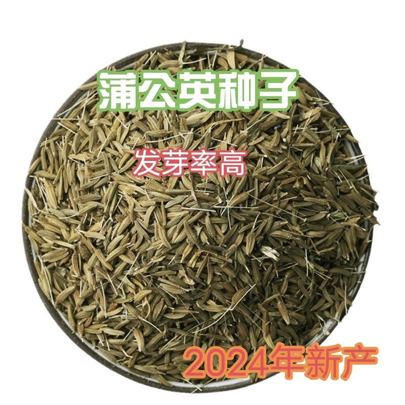 新产蒲公英种子纯新种籽可在线交易