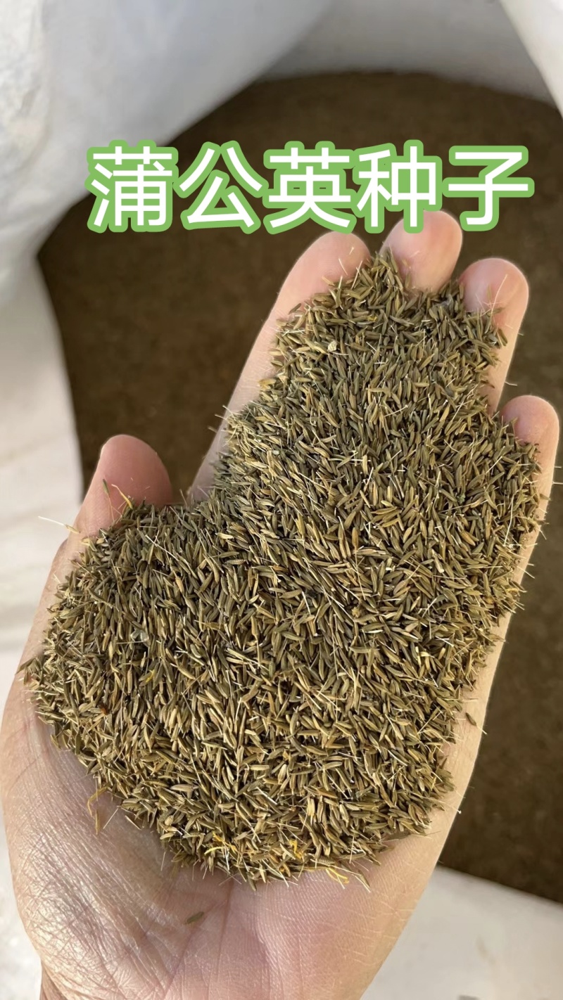 新产蒲公英种子纯新种籽可在线交易