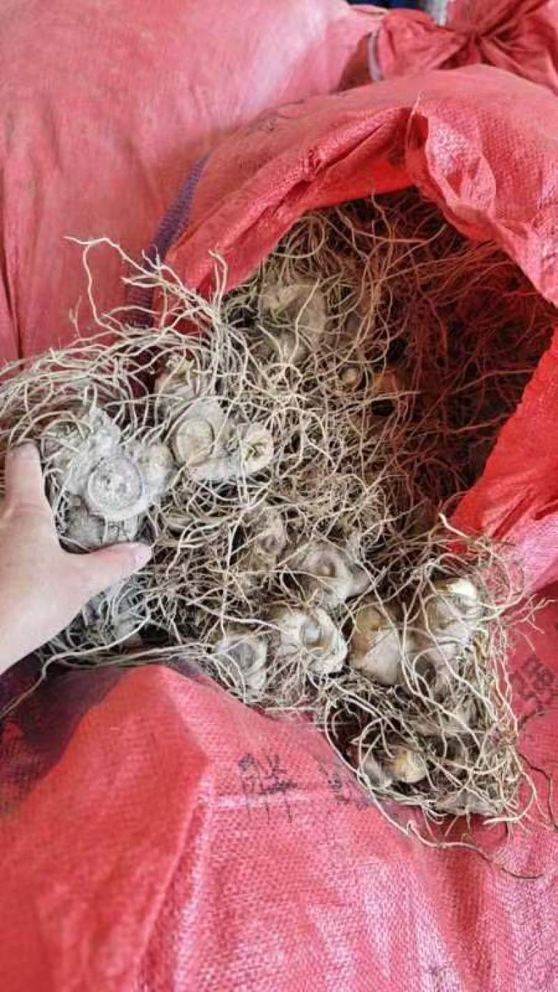 姜型野生黄精常年可供应量大从优质量保证欢迎咨询选购