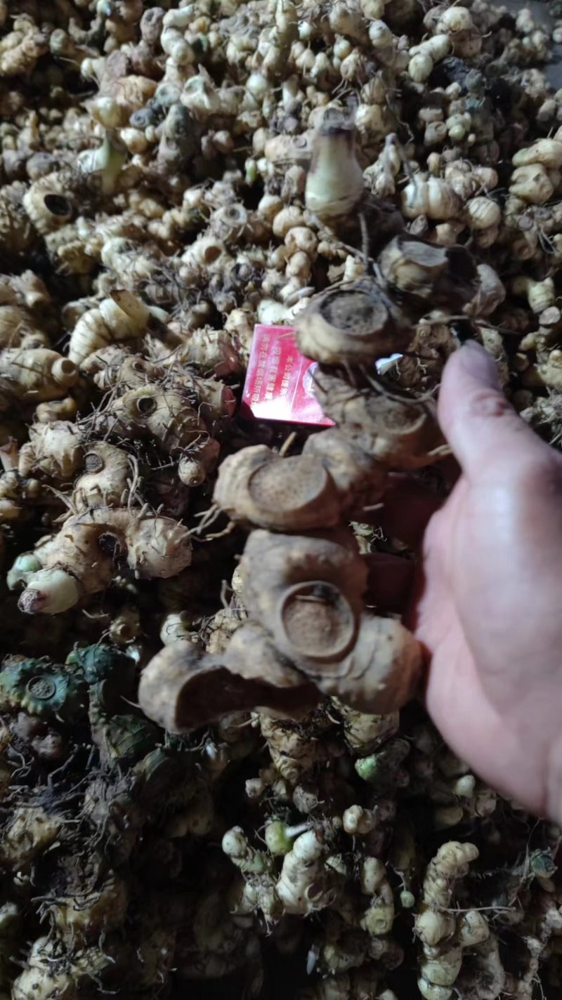 姜型野生黄精常年可供应量大从优质量保证欢迎咨询选购