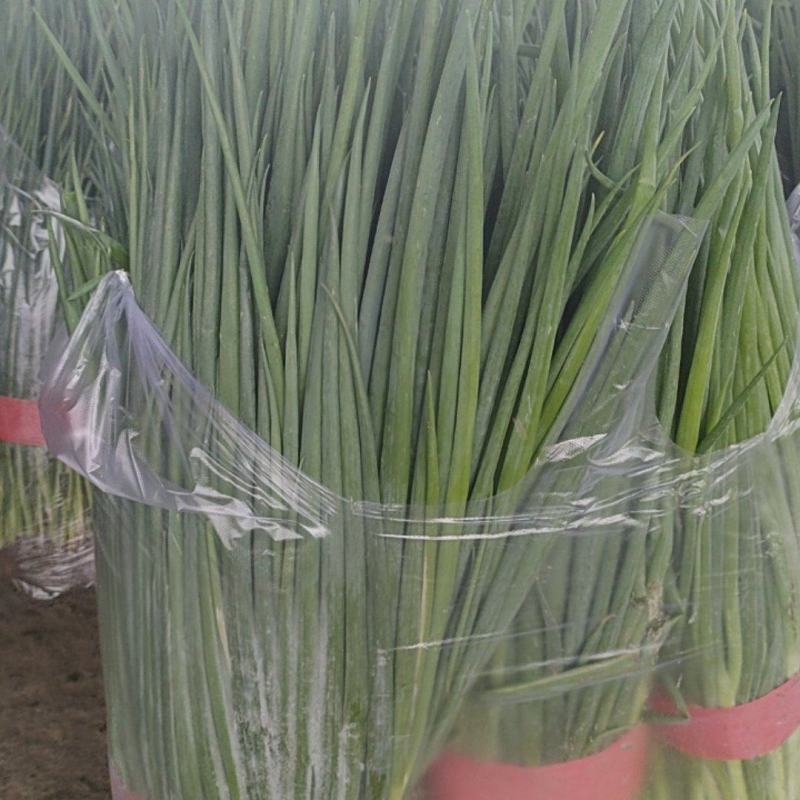 精品小葱大量有货价格美丽
