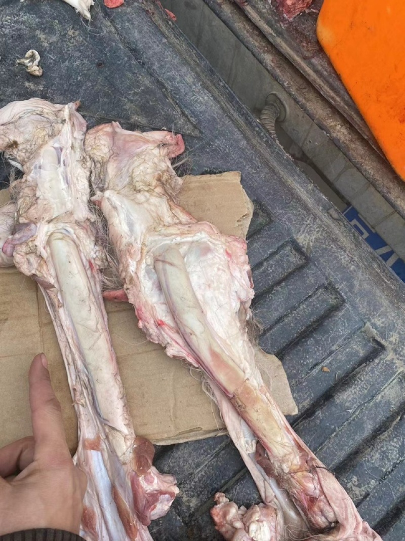 梅花鹿鲜鹿鞭，干鹿鞭，大量现货，质量保证，诚信经营