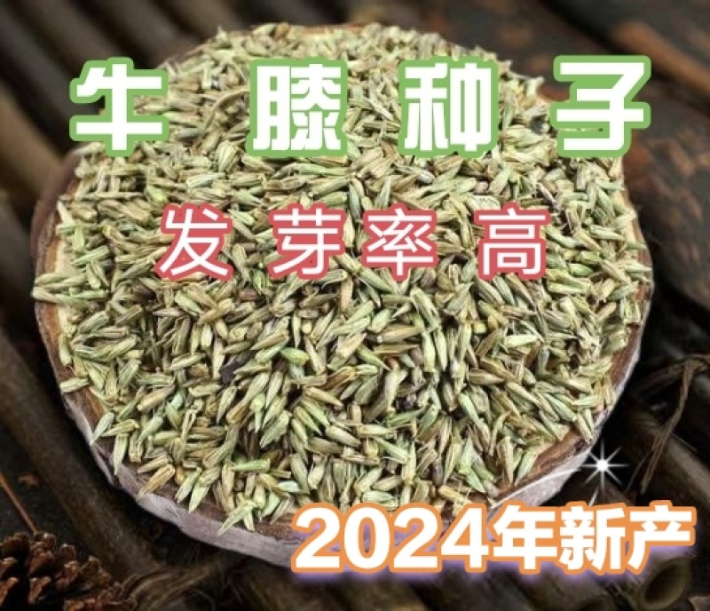 纯新牛膝种籽牛夕籽保出芽货源充足支持在线交易
