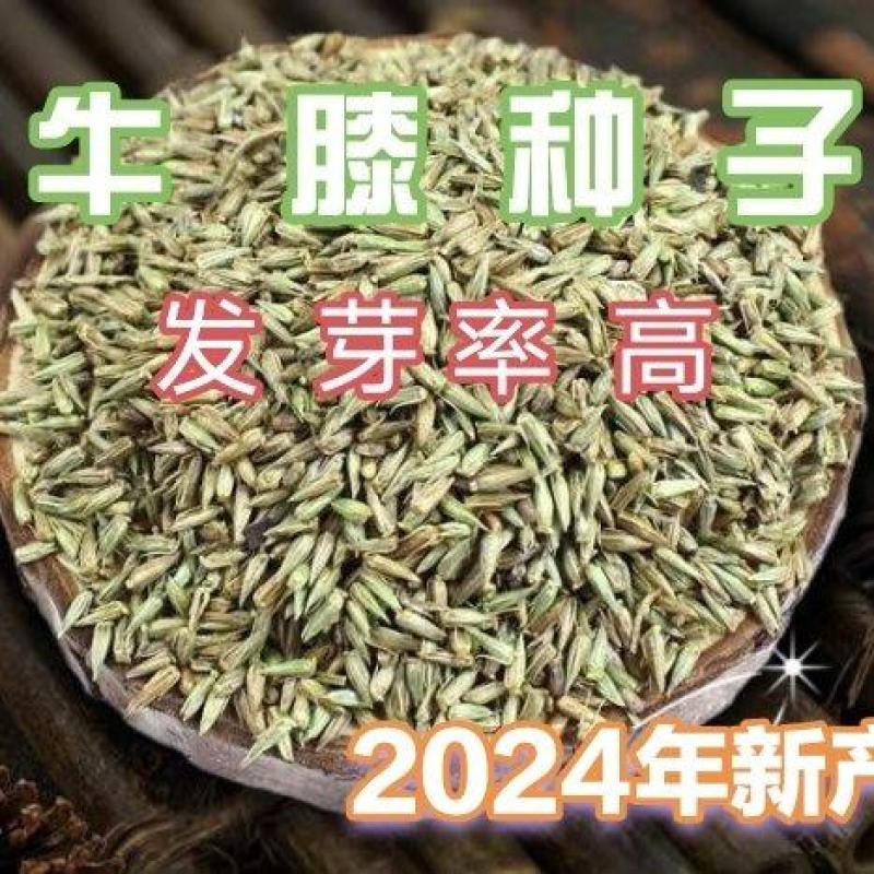 纯新牛膝种籽牛夕籽保出芽货源充足支持在线交易