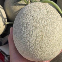 大量现货鲁后甜