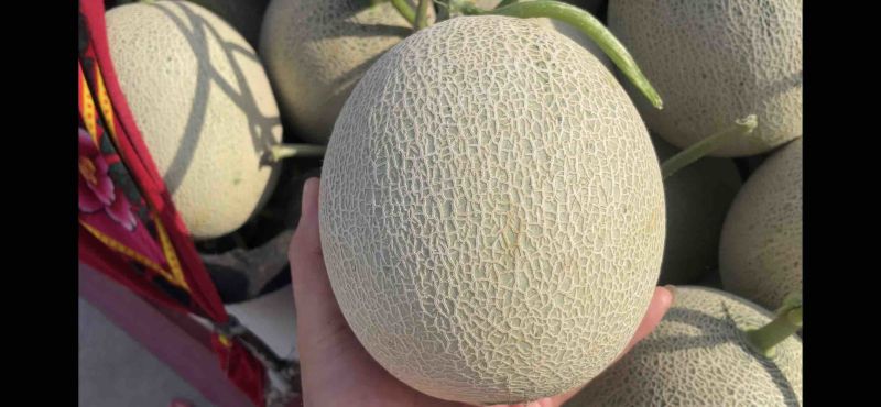 大量现货鲁后甜
