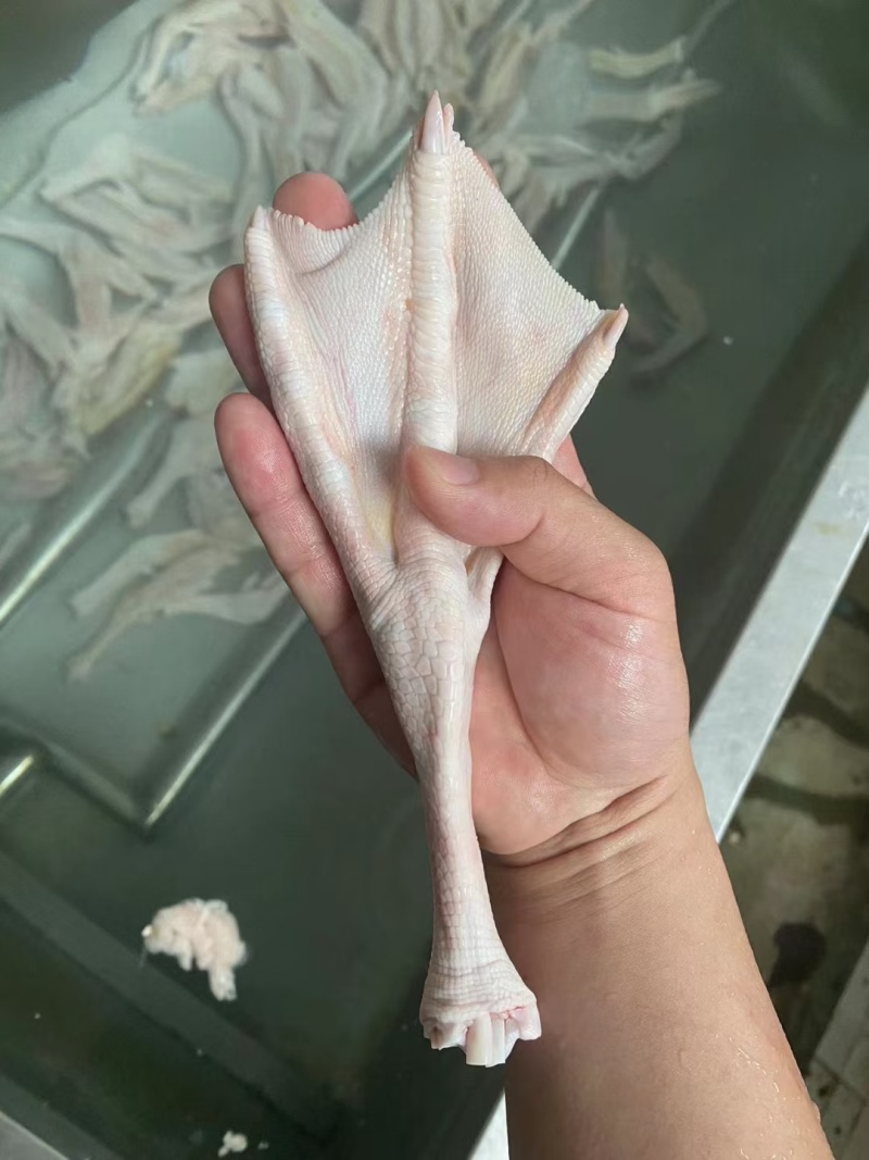 大鹅掌