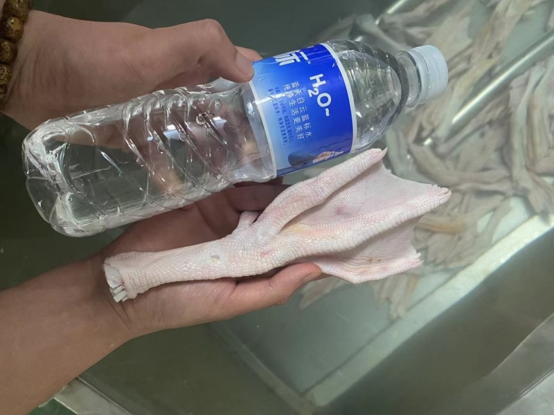 大鹅掌